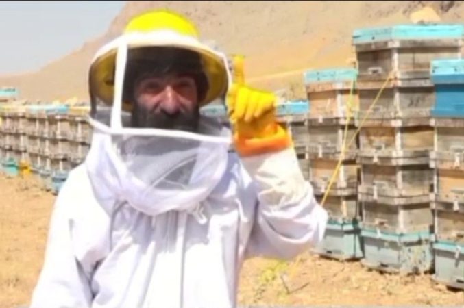 رکورددار تولید عسل در ایران