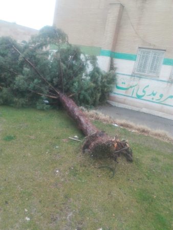 سقوط درخت کاج در شهر نورآباد