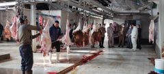 بازدید فرماندار دلفان از کشتارگاه دام دلفان