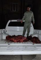 دستگیری شکارچیان غیر مجاز یک رأس گراز وحشی در شهرستان دلفان