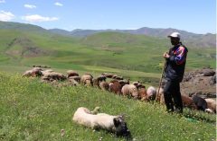 کمبود نهاده های دامی در شهرستان دلفان