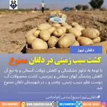 کشت سیب زمینی در دلفان ممنوع