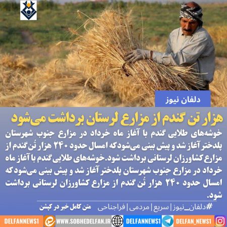 ۲۴۰ هزار تن گندم از مزارع لرستان برداشت می‌شود
