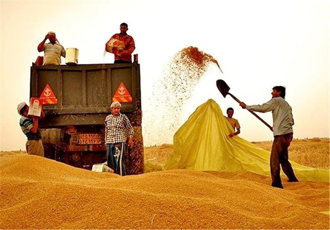 ۲۰ هزار تن گندم از مناطق جنوبی لرستان خریداری شد