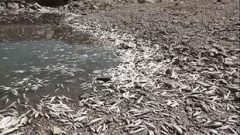 مرگ آبزیان در رودخانه های لرستان