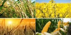 پرداخت کمک هزینه بلاعوض برای کشت ۸ محصول اساسی