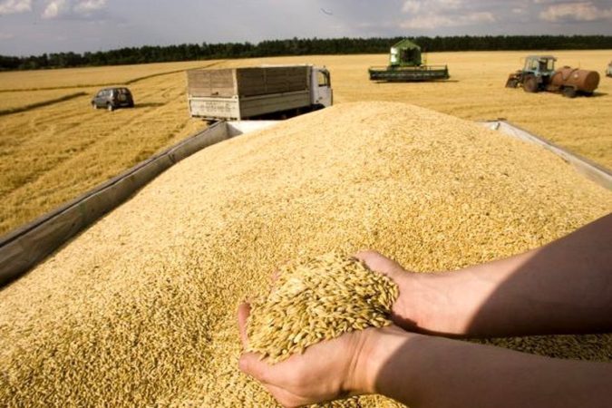 خرید تضمینی گندم در لرستان ۱۱۷ درصد افزایش یافت
