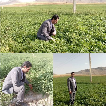 بازدید مهندس حسینی مدیر جهاد کشاورزی دلفان از اراضی تحت کشت ایستگاه پمپاژ خاتونبان