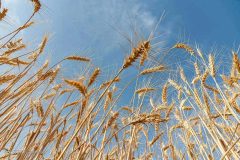 کشت گندم بلی یا خیر؟