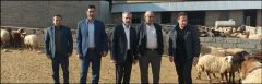 صادرات دام زنده از شهرستان دلفان
