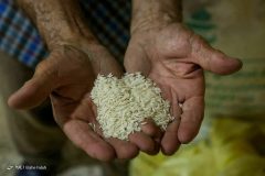 ممنوعیت واردات برنج لغو شد