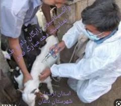 واکسیناسیون رایگان دام و طیور در دلفان