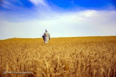 اعلام نرخ جدید خرید گندم