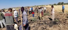 آتش سوزی در مزارع جو دلفان